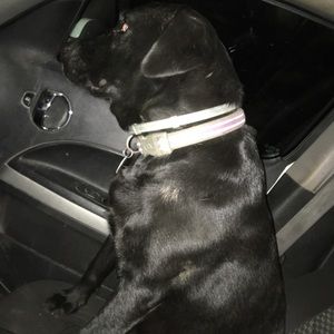 Meet your Posher, Holly